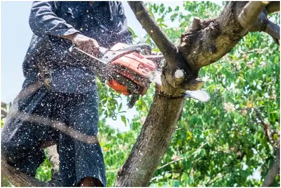 tree services Olney